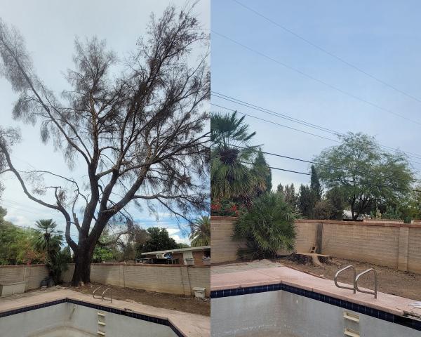 Tree Services Tucson AZ