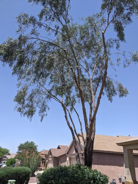 Tree Services Tucson AZ