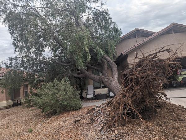 Tree Services Tucson AZ