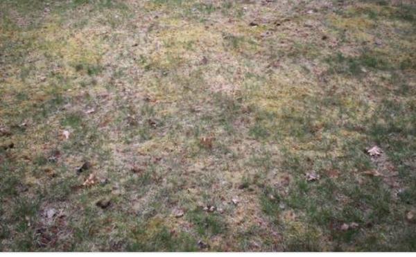 DM Landscaping