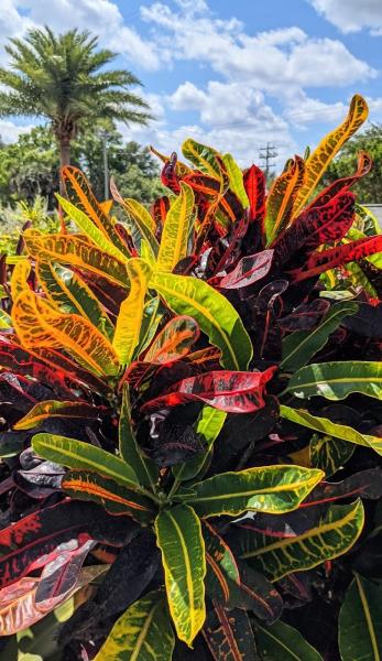 JMC Landscaping & Nursery