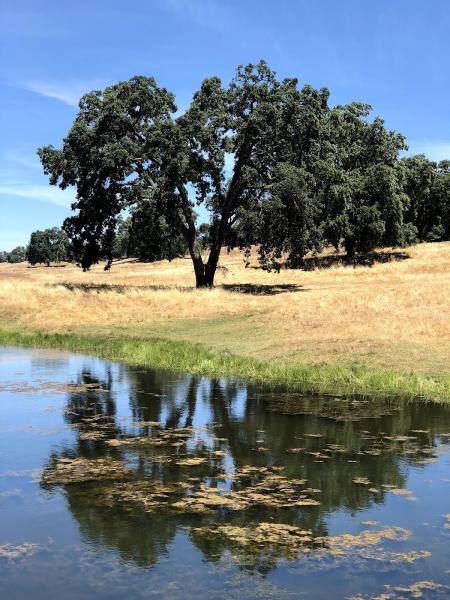 Evergreen Arborist Consultants