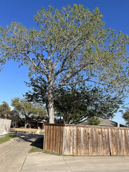Carlos Tree Service
