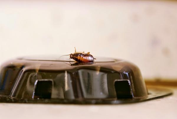 Bug Doctor Pest Services