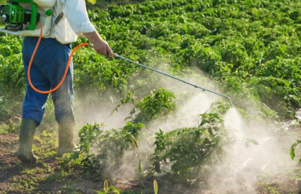 Bug Doctor Pest Services