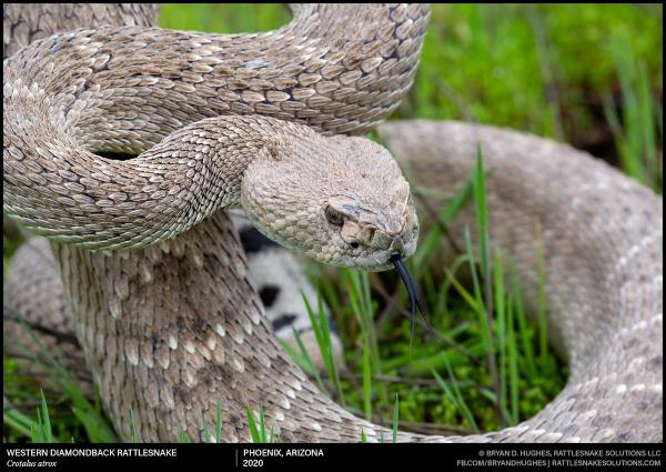Rattlesnake Solutions Tucson