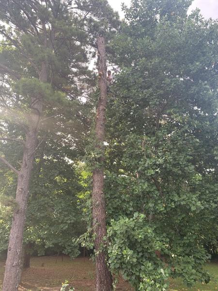 Timberpro Tree Service Llc.