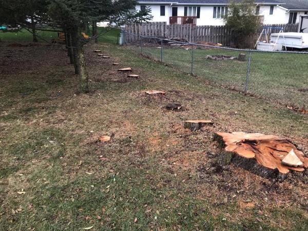 Clean Cut Stump Removal