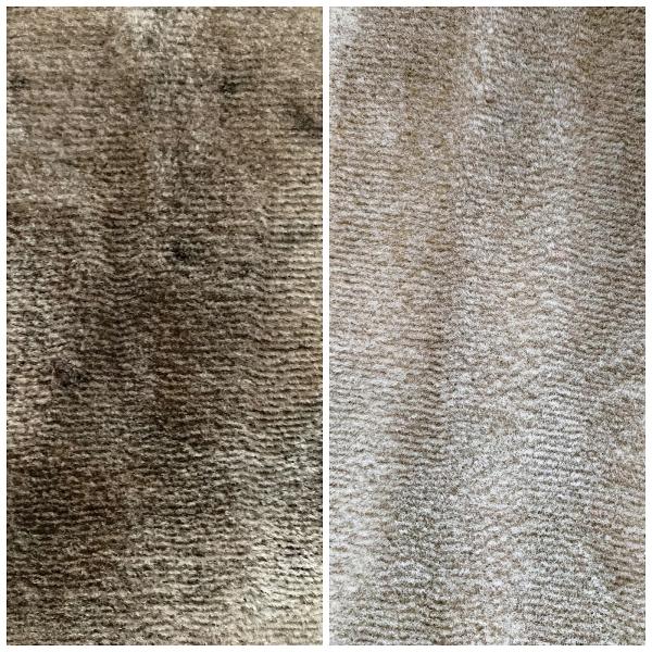 Steam Master: Carpet