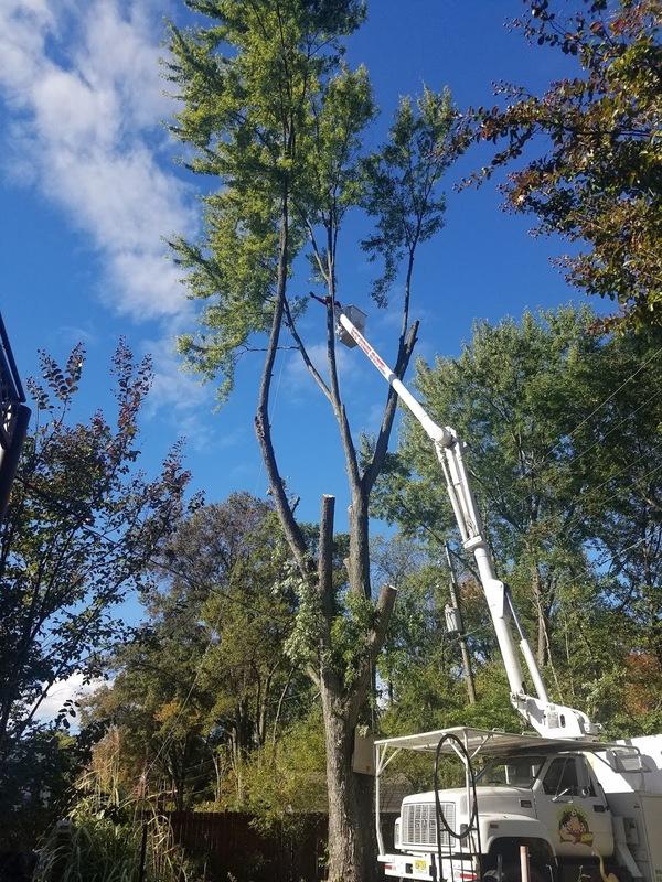 My Tree Boyz Llc