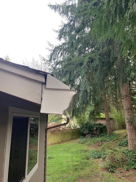 Leafless in Seattle