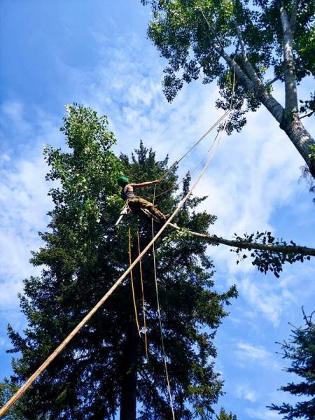 Live On Tree Service