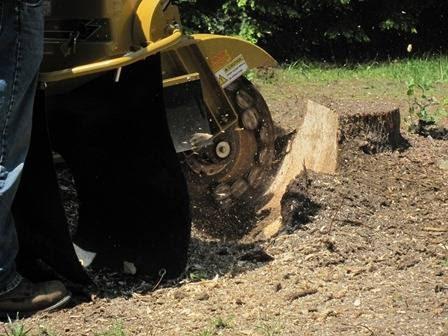 Hayward Stump Grinding