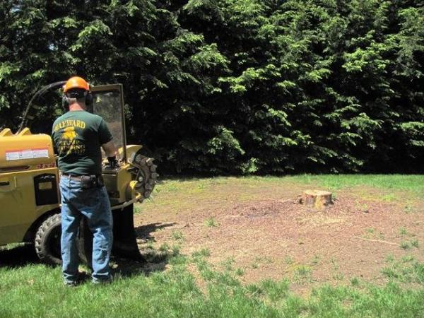Hayward Stump Grinding