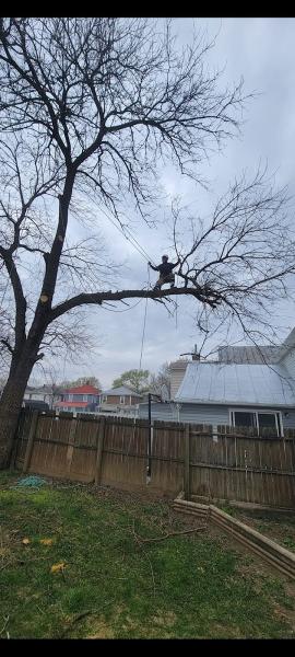 Dan Sly's Tree and Landscaping