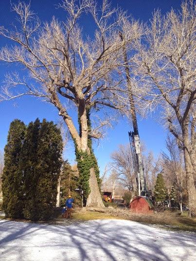 Battle Born Tree Service