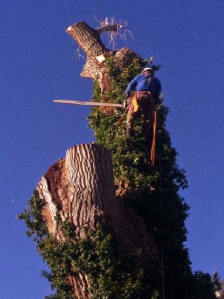 Battle Born Tree Service
