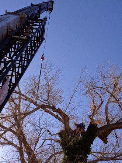 Battle Born Tree Service