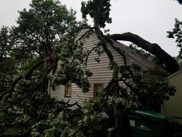 Golden Leaf Tree Service