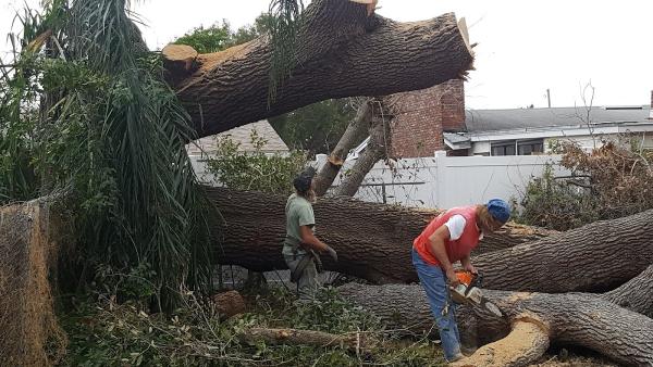 Joe's Tree Service Inc