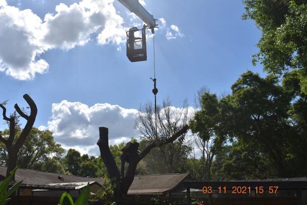 Joe's Tree Service Inc