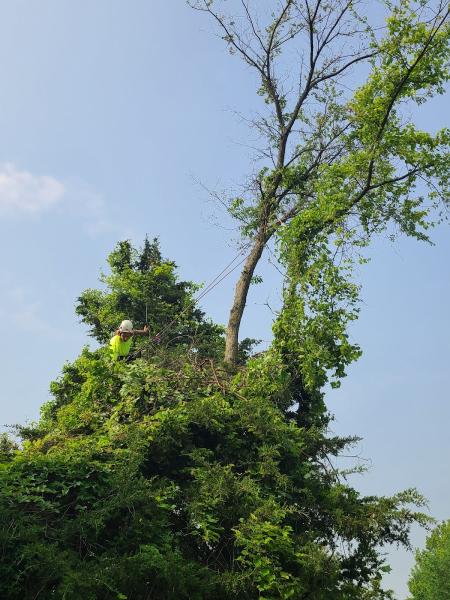 Green Giant Arborists LLC