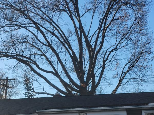 Timberland Tree Service