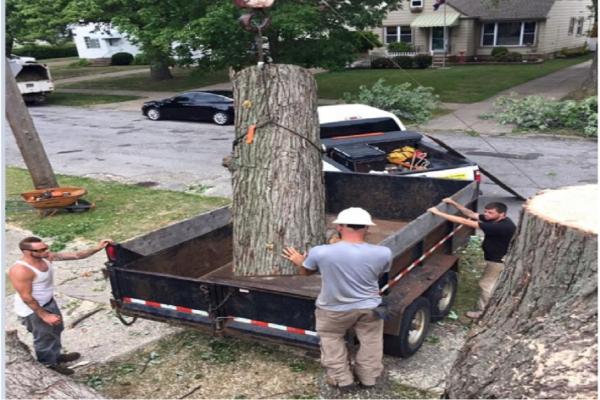 Timberland Tree Service
