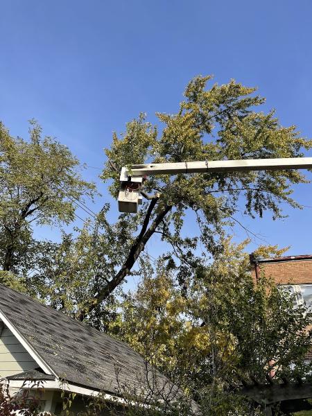 Timberland Tree Service
