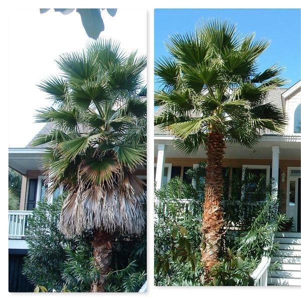 Palm Perfect