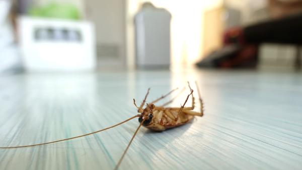 Supreme Pest Solutions