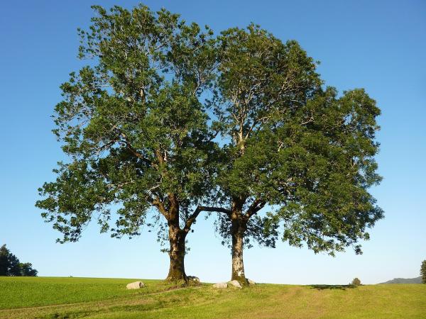 Better Tree Care