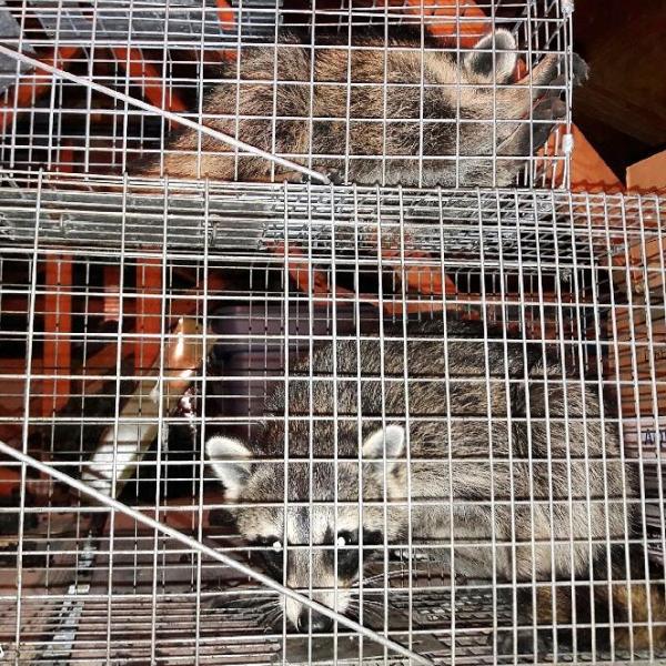 AAA Critter Trapper & Repair LLC