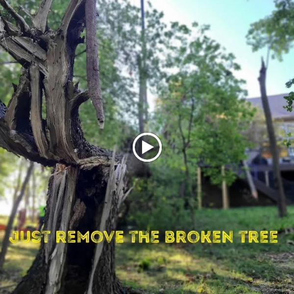 Treehugger Complete Tree Care