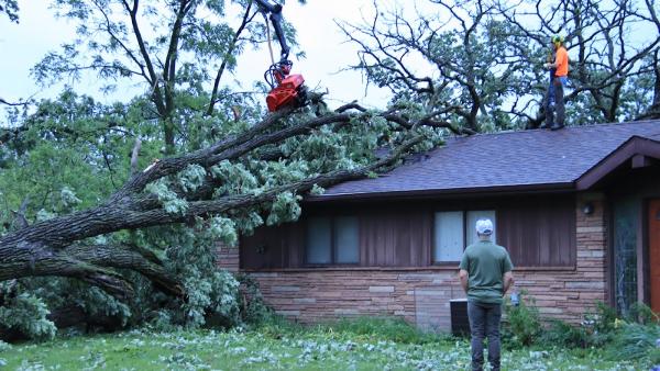 Treehugger Complete Tree Care