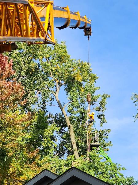 Treehugger Complete Tree Care
