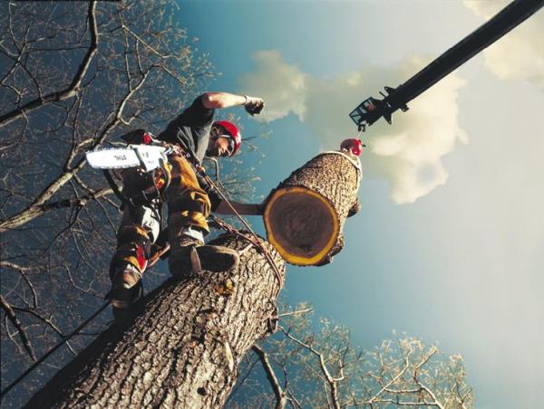 Gordon W. Frazier Tree Service
