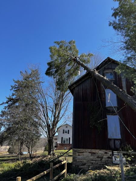 Gordon W. Frazier Tree Service