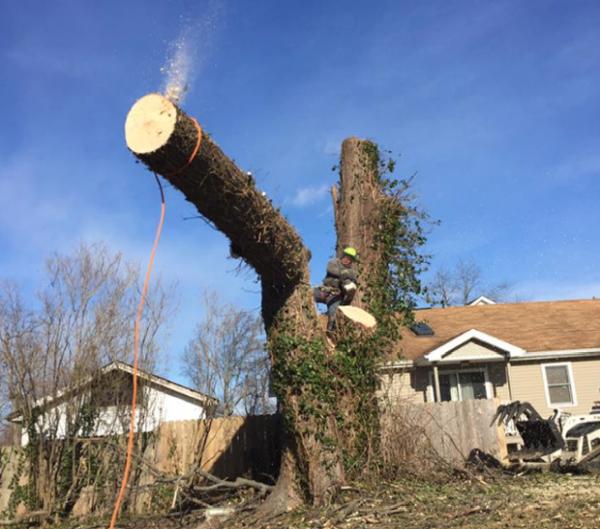 Martinez Tree Service