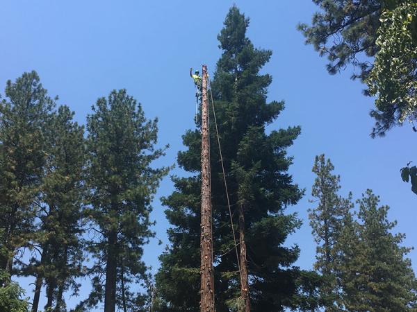 Norcrest Tree Service