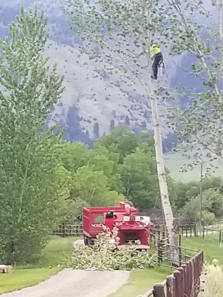 Norcrest Tree Service