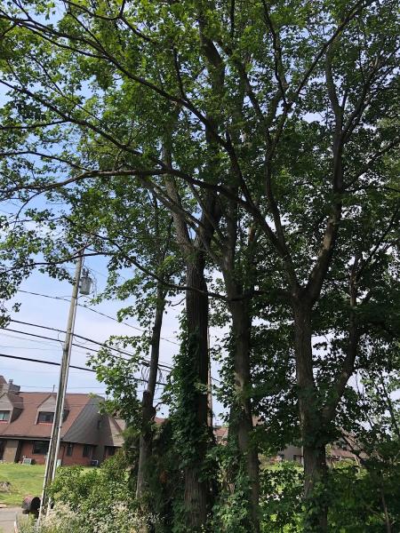J. Witkowsky & Sons Tree Service LLC