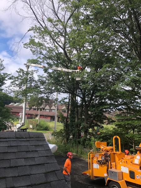 J. Witkowsky & Sons Tree Service LLC