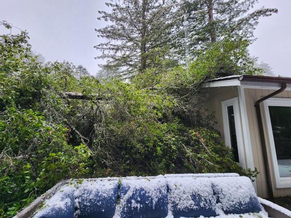 Travis Tree Professionals