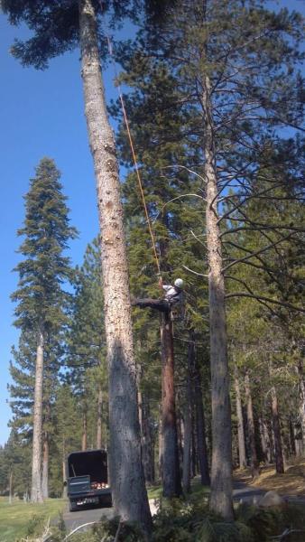 Northwoods Tree & Land Service