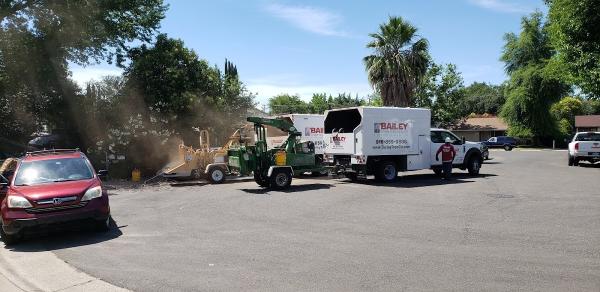Bailey Tree Company