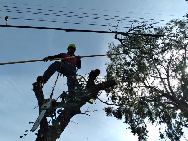 Bailey Tree Company