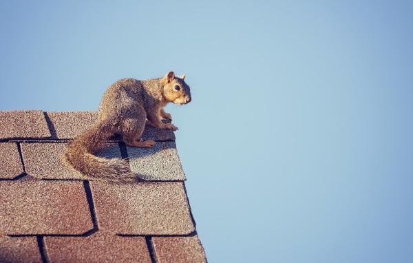 A Wildlife Pro DFW