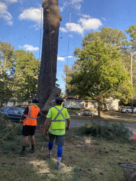 Treecycling LLC