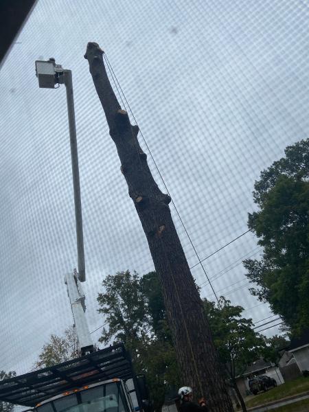 Treecycling LLC